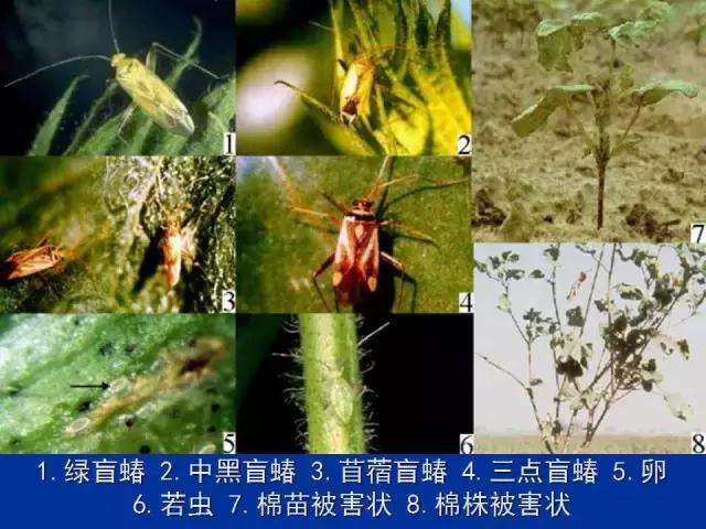常见害虫有哪些图片大全,常见38种害虫图片及名称及防治