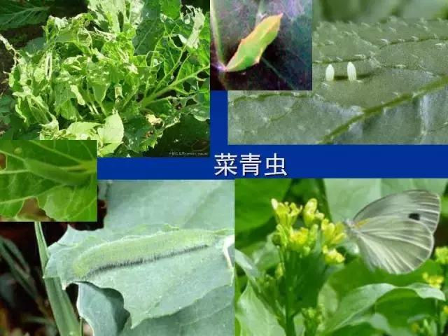 常见害虫有哪些图片大全,常见38种害虫图片及名称及防治