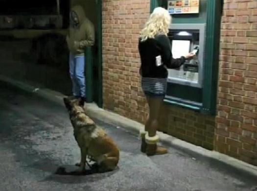 单身人士没有安全感？划重点，恶霸、德牧了解一下