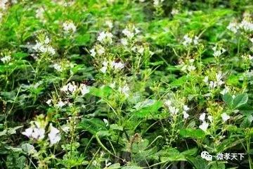 为什么孝感的特产是麻糖米酒,孝感除了麻糖米酒还有哪些