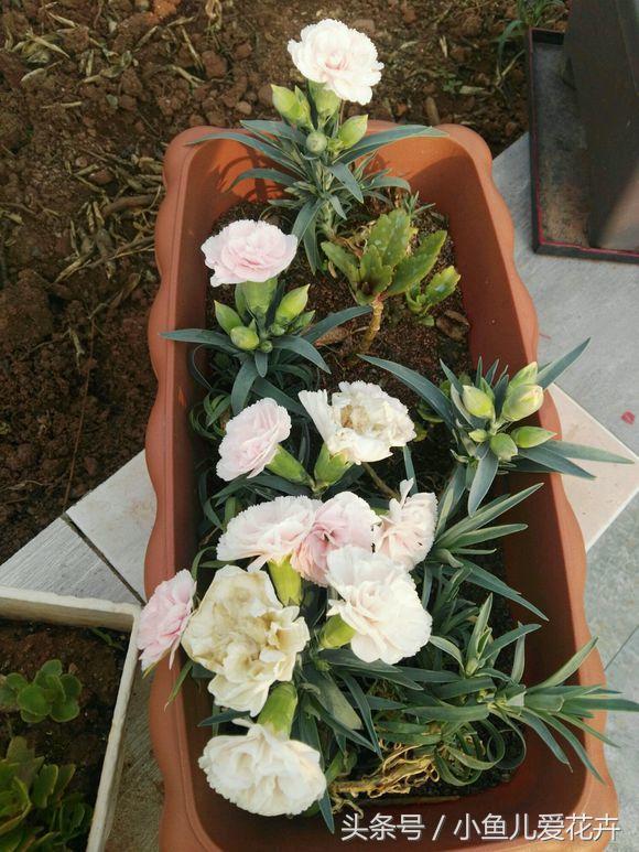 花农教你种月季,花农养花秘诀