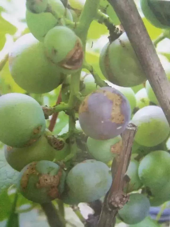 马蹄葡萄病虫害防治图谱,葡萄叶片病害数据集