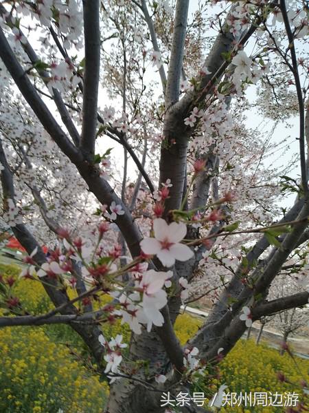 孤柏渡黄河塬蹦极,孤柏渡黄河旅游风景区蹦极还有吗