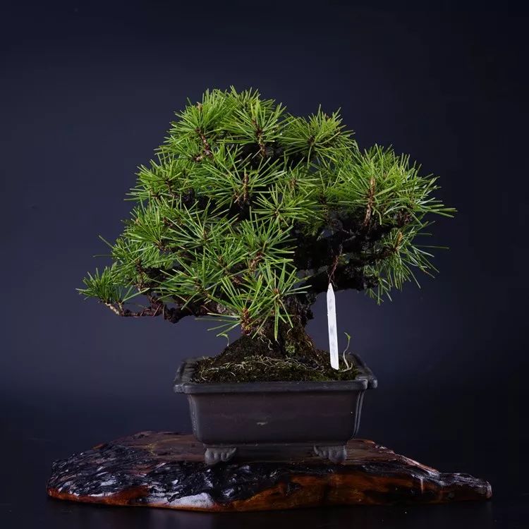 上海黑松微型盆景 (黑松微型盆景日本黑松30公分价格)