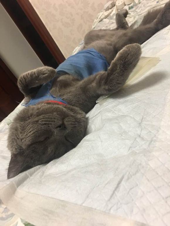 公猫尿道造口术后增生怎么办？