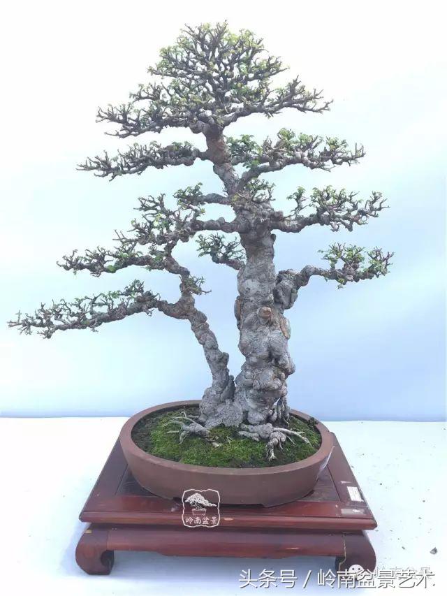 双杆罗汉松树盆景造型,双斜杆盆景