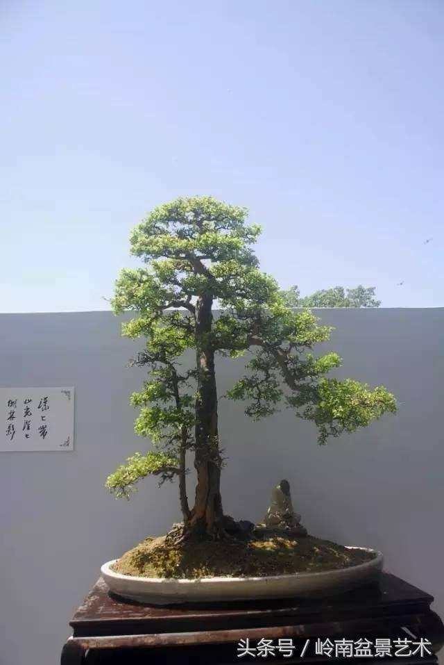 双杆罗汉松树盆景造型,双斜杆盆景