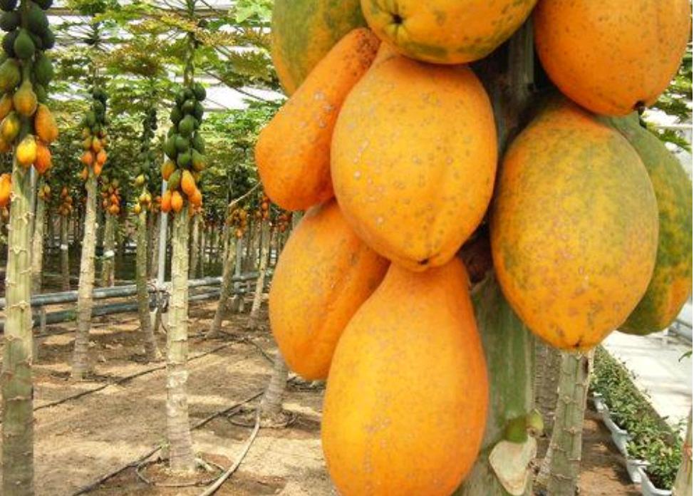 五一假期佛山去哪玩,高明五一攻略