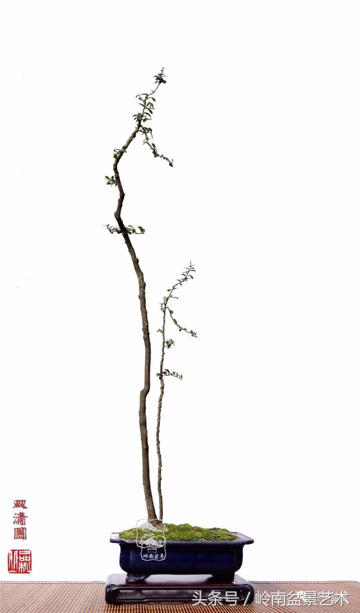 双杆罗汉松树盆景造型,双斜杆盆景