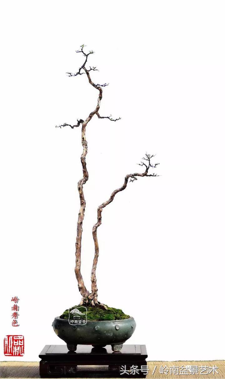 双杆罗汉松树盆景造型,双斜杆盆景