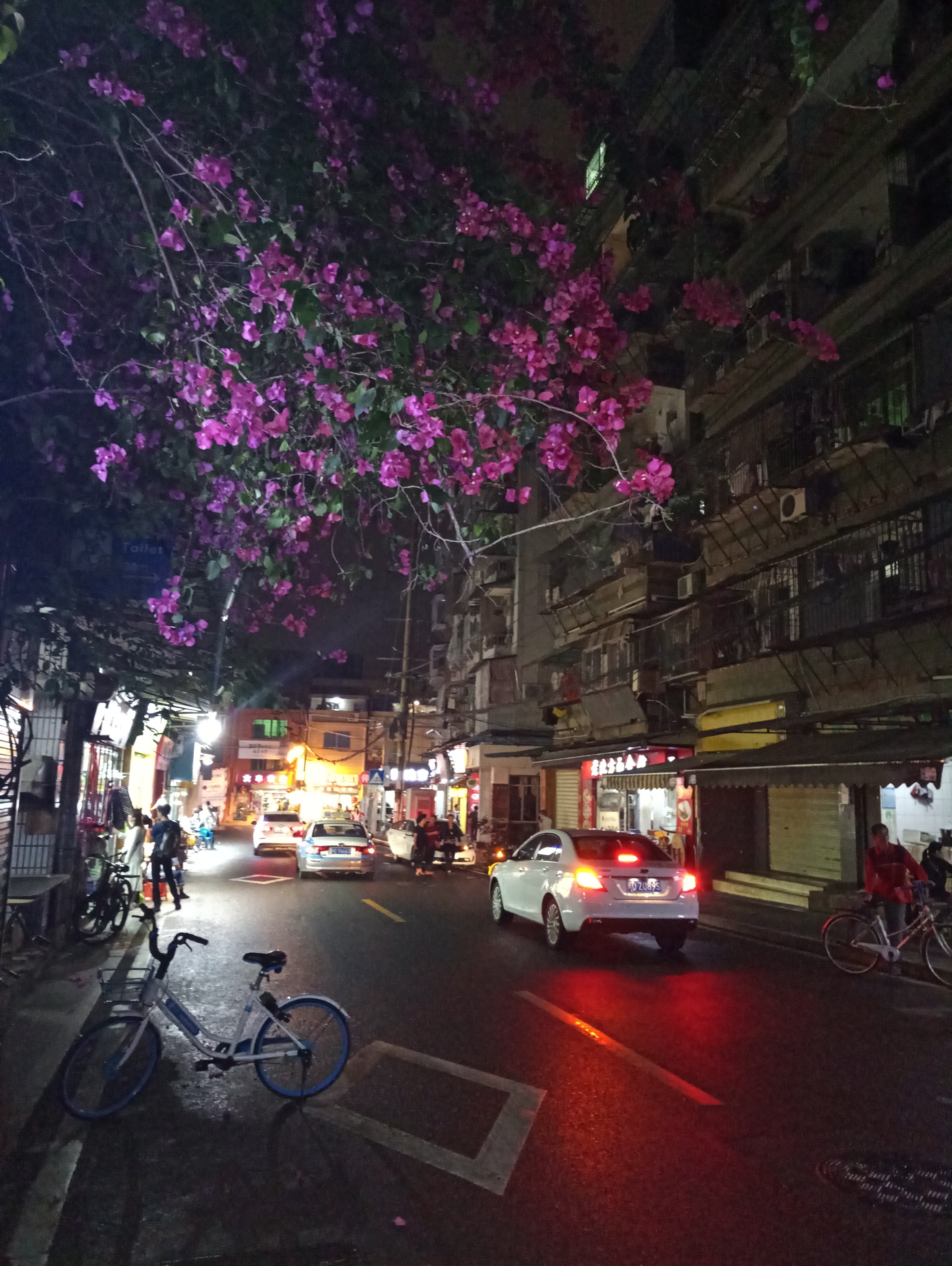 厦门市思明区蜂巢山,厦门哪里可以找到野蜜蜂