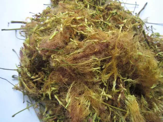 家里养的花多有助睡眠吗,卧室要养的4种睡眠花