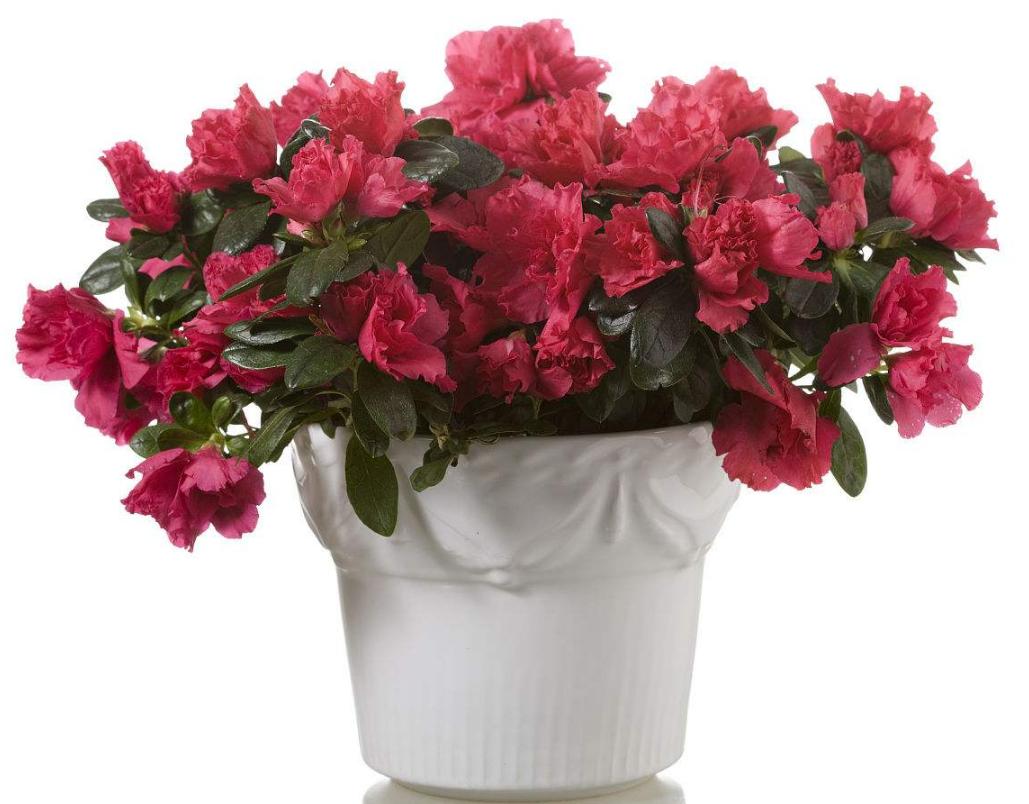 杜鹃花什么虫害会使叶心干枯卷曲,杜鹃花刚长出新叶子卷曲用剪掉吗