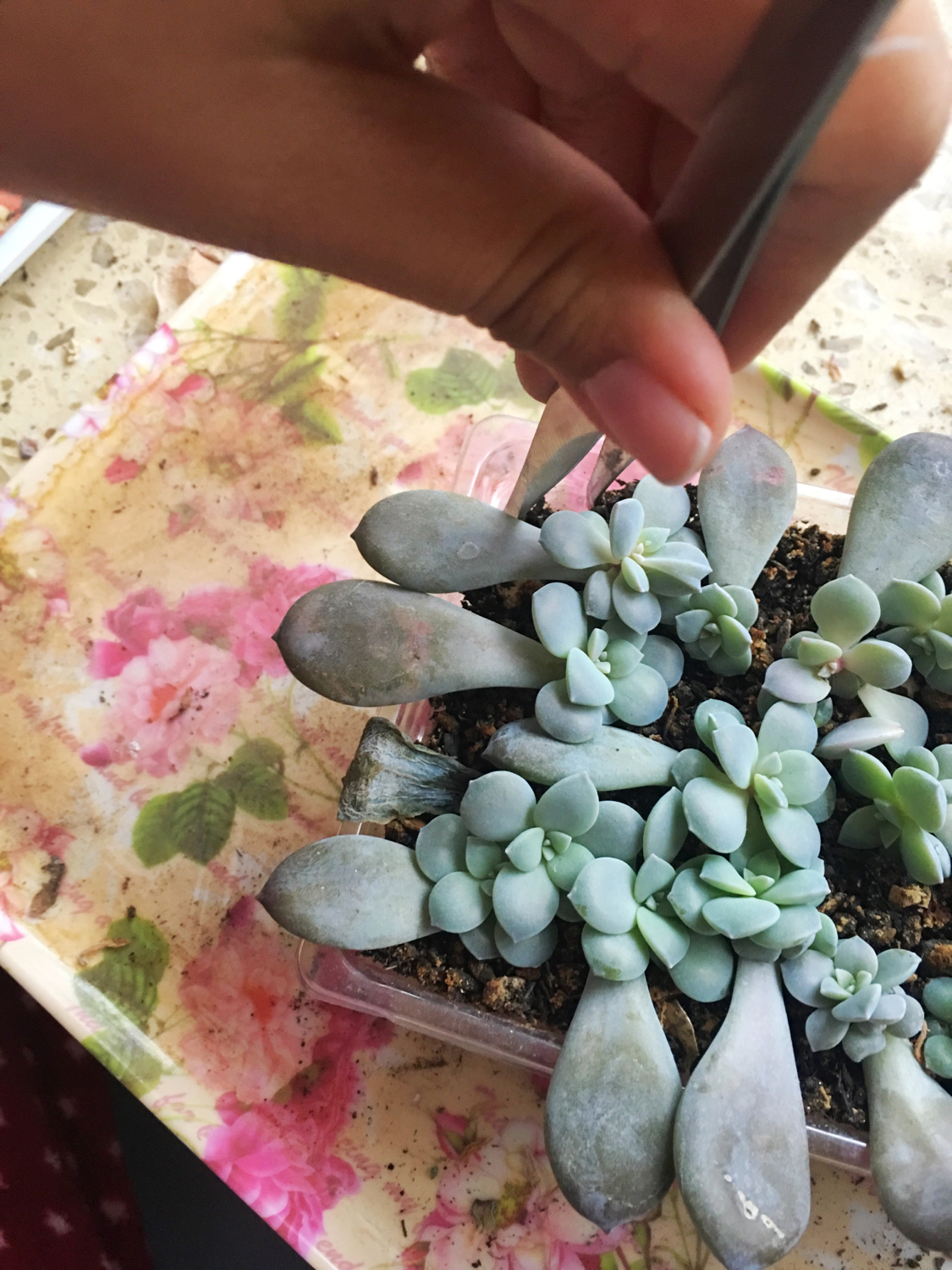 肉肉叶插苗怎么移盆,叶插苗出缀化概率