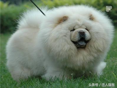 对主人最忠诚的狗小型犬,关于全世界十大名犬排行榜