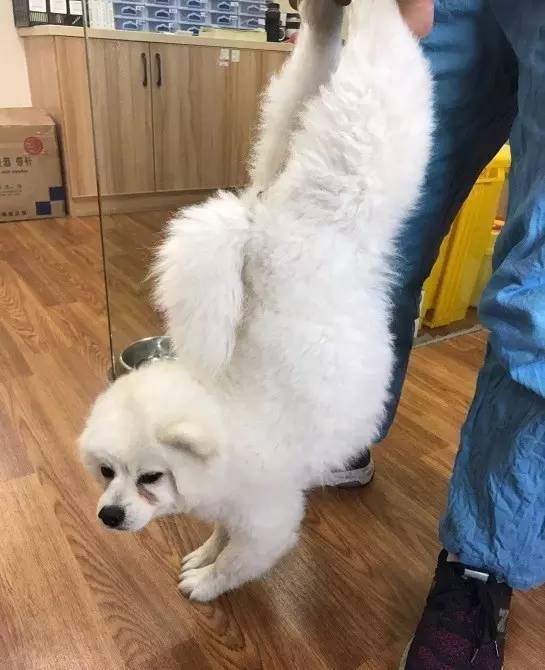 边牧护食被其他狗咬,边牧误食葡萄皮