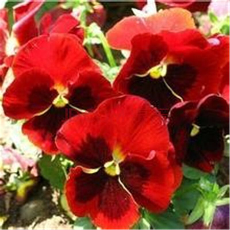 可爱的姑娘笑脸——三色堇花