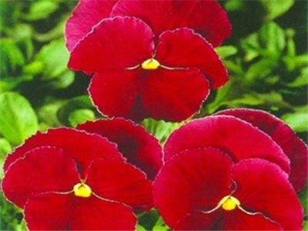 可爱的姑娘笑脸——三色堇花