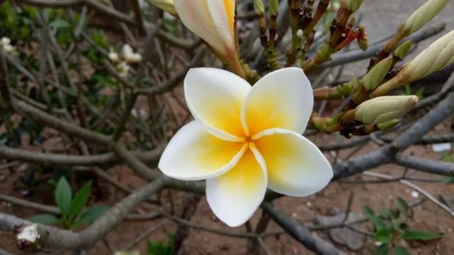 越南旅行之岘港攻略,越南岘港巴拿山风景