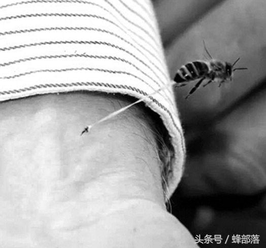 为什么蜇人的都是工蜂,工蜂蜇人后多久工蜂会死