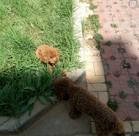 送给养宠小白：纠正泰迪挑食，其实没有你想的那么难！