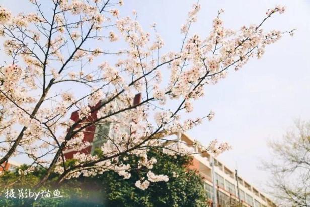 樱花装饰,樱花装饰墙壁