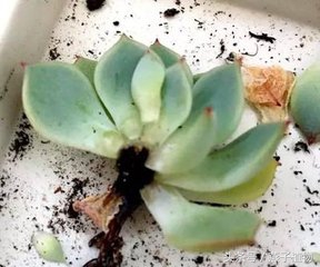 多肉植物水化后怎么处理,多肉植物水化了怎么办