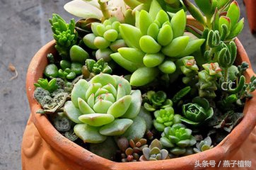 多肉植物水化后怎么处理,多肉植物水化了怎么办