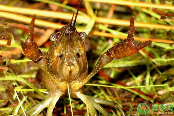 加盟创业好项目小龙虾,加盟小龙虾利润怎么样