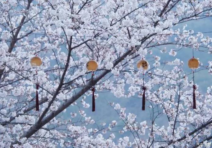 江浙寻花事,东南dx3自驾游