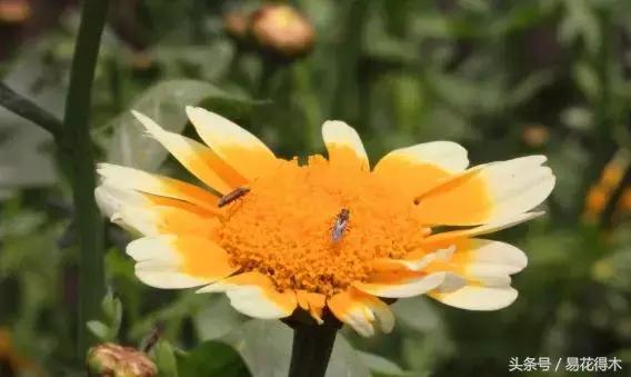 春季花草怎么防飞虫,春季怎么去花的小飞虫