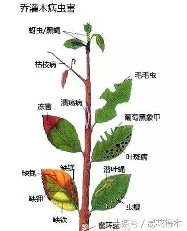 春季花草怎么防飞虫,春季怎么去花的小飞虫