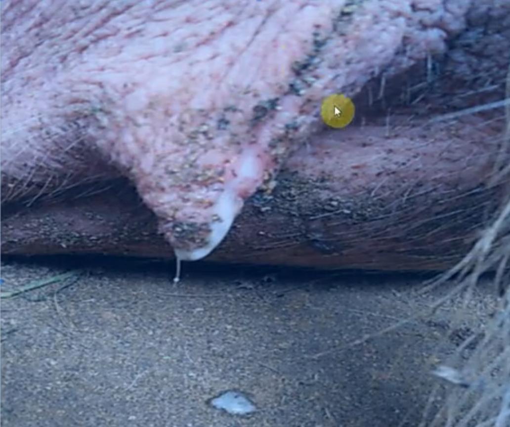 母猪的发情鉴定与配种时间你了解多少？