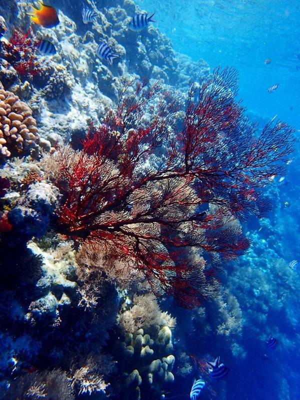 帕劳水下摄影最佳时间,帕劳海上旅游攻略