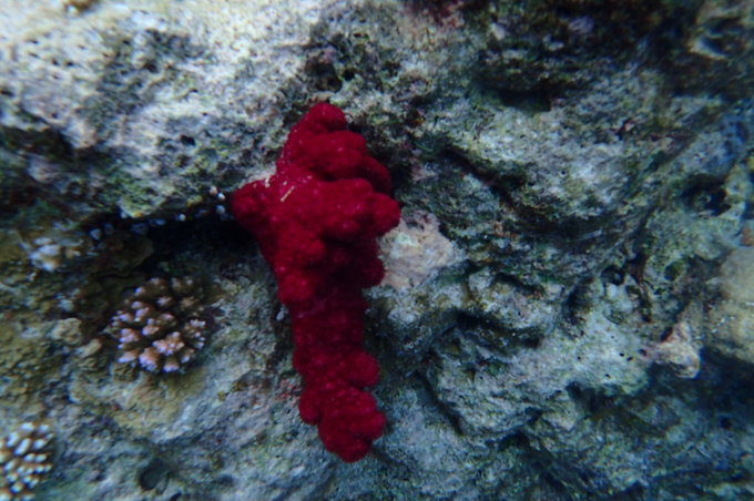 帕劳水下摄影最佳时间,帕劳海上旅游攻略