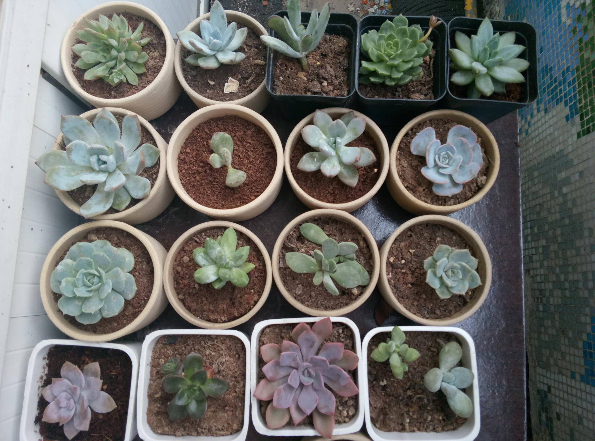 蓝石莲简介,第一美人殉情