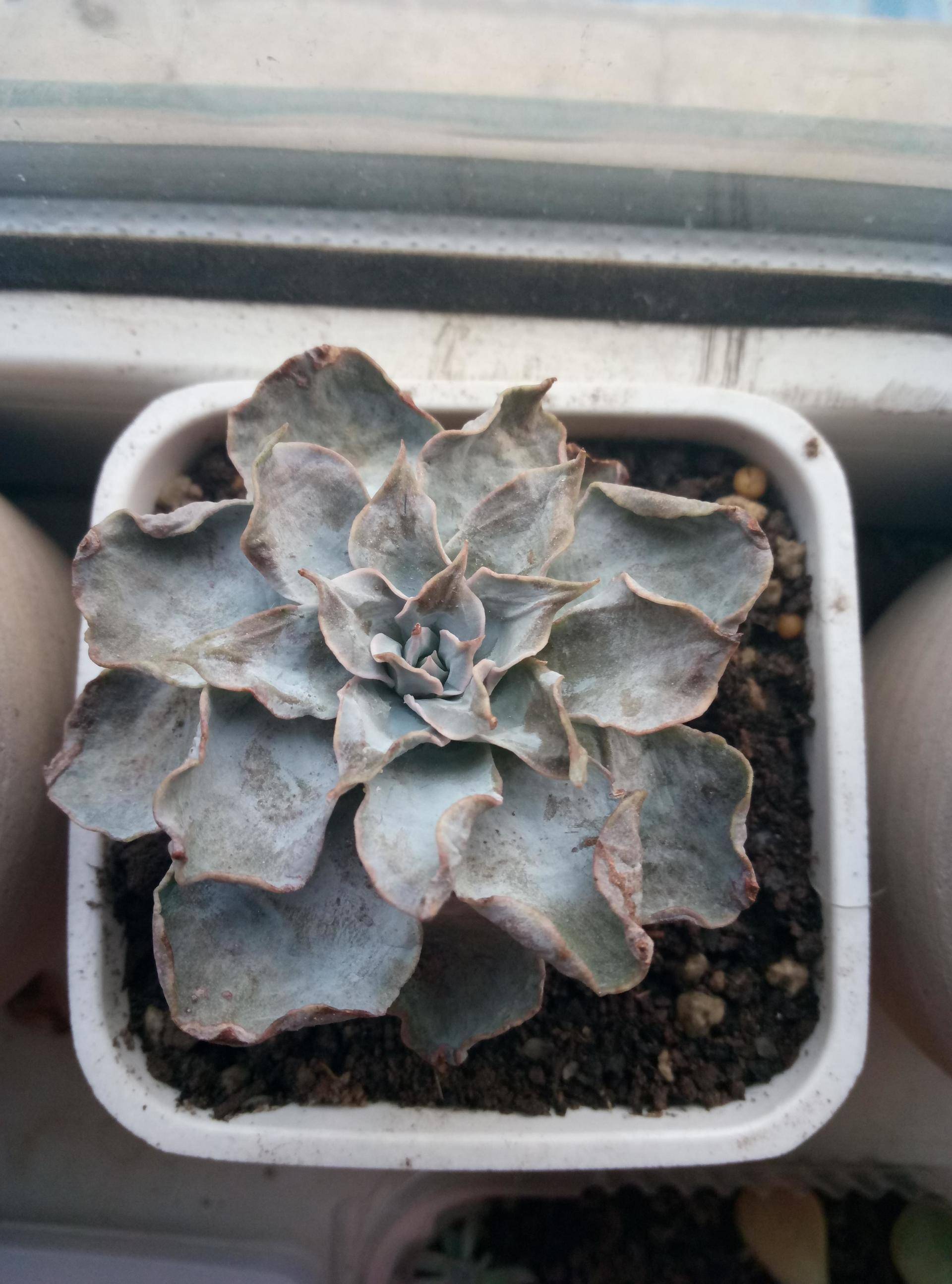 蓝石莲简介,第一美人殉情