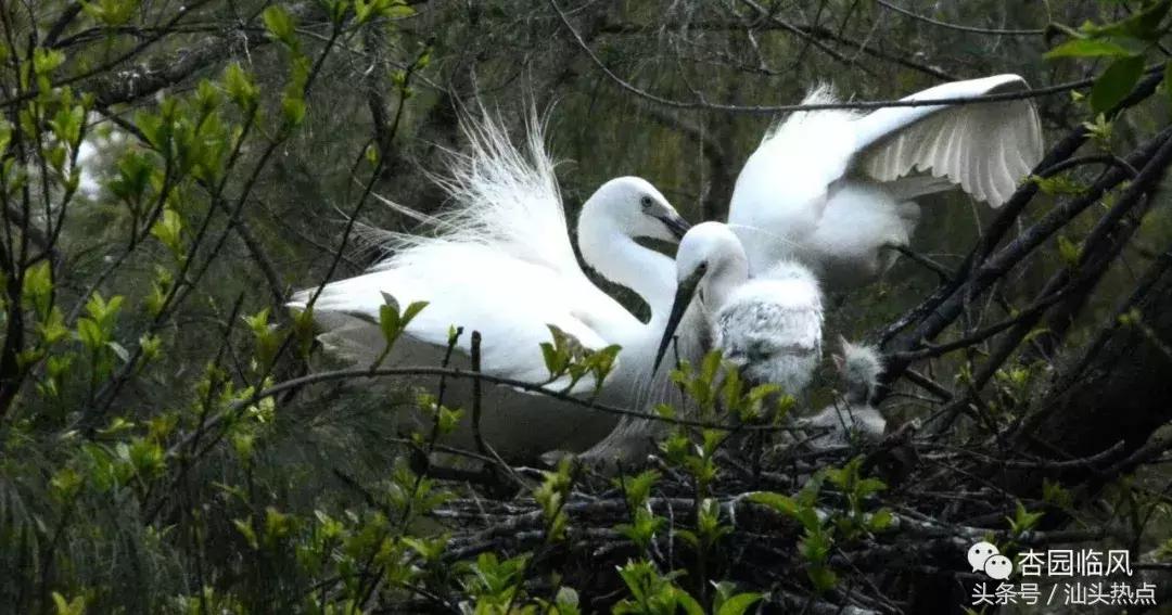 莲下这里竟藏了个神奇的“候鸟客栈”！好多人还不知道……