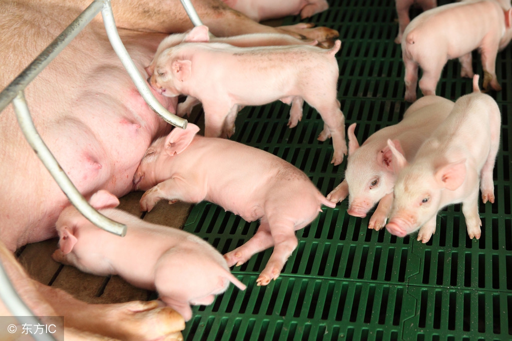 养高产母猪用什么饲喂,泌乳母猪饲喂曲线