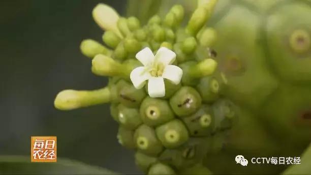 又酸又苦的热带水果,超级酸的热带水果