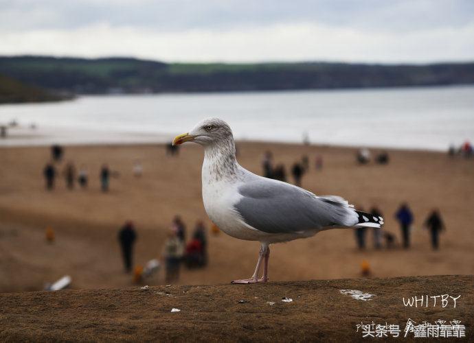 英国黑暗料理100例,英国美食为啥都是黑暗料理