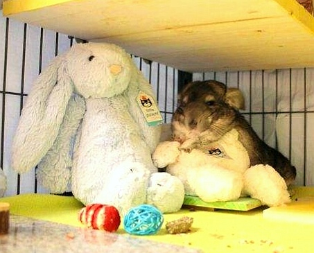 龙猫最佳配对年龄表图,龙猫几个月能配对啊