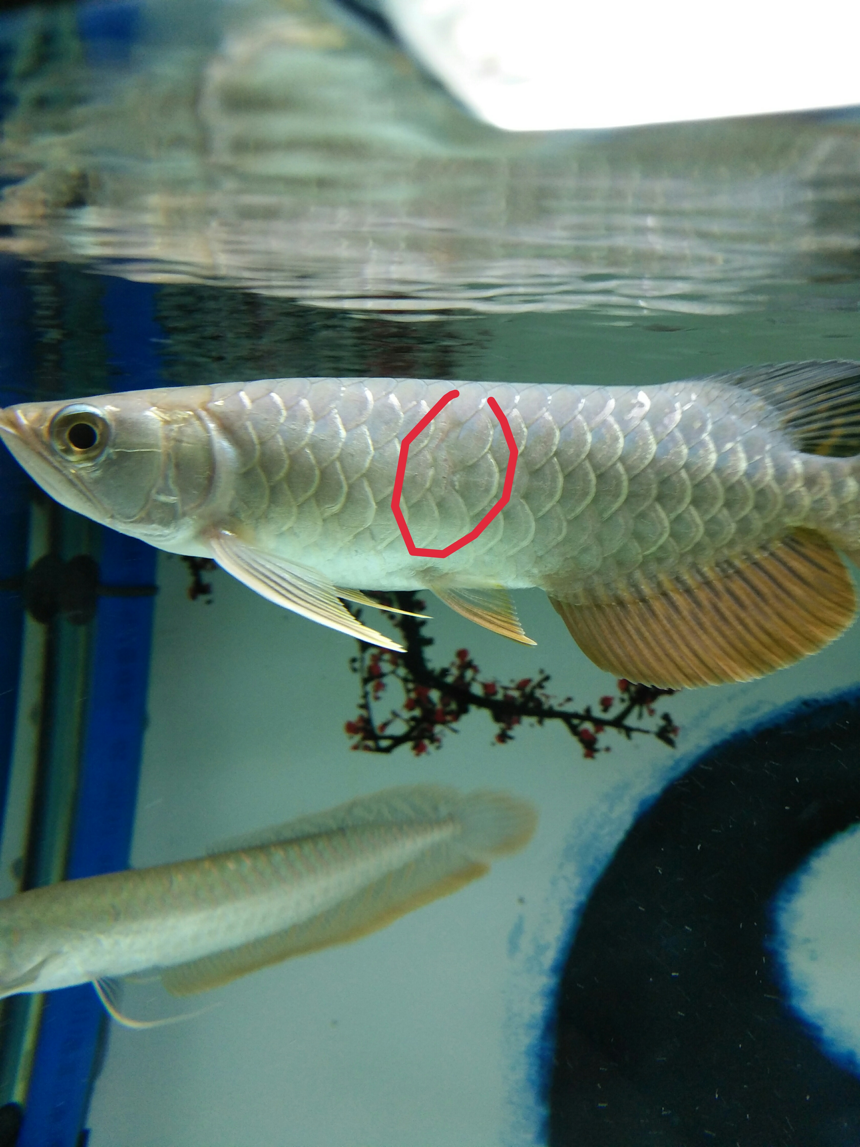 金龙鱼的修复能力到底有多强，看了你就会知道