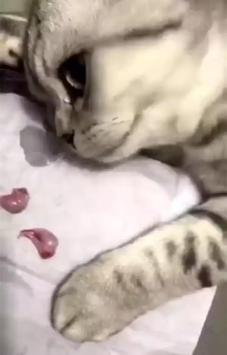 猫咪被割了怎么还有一个蛋,猫咪被割后脾气暴躁了