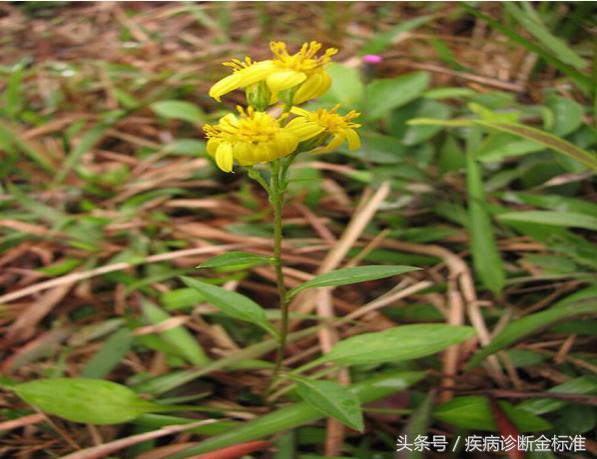 百日咳和扁桃体发炎,风热感冒扁桃体发炎吃什么中药