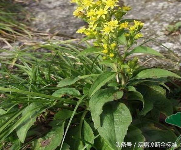 百日咳和扁桃体发炎,风热感冒扁桃体发炎吃什么中药