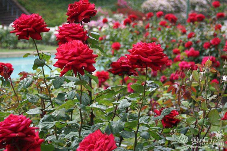 带刺的玫瑰花原唱,带刺的玫瑰花