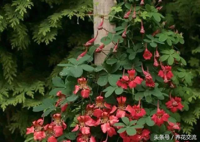 在贫瘠的土地上开出花,金莲花的浇水方法