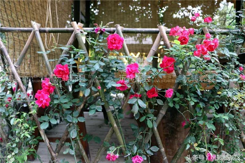 又一家高颜值花园音乐烤吧入驻郫都，趁五一快去痛快的搓一顿吧！