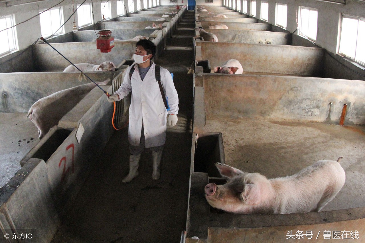 「病例」一例猪败血性链球菌病的诊治过程